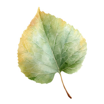 Poplar Leaf, watercolor illustration vector, isolated on a white background.