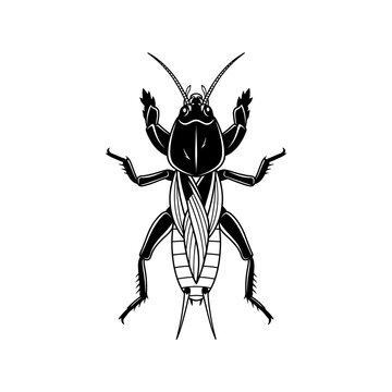 Detailed black and white illustration of a mole cricket insect.