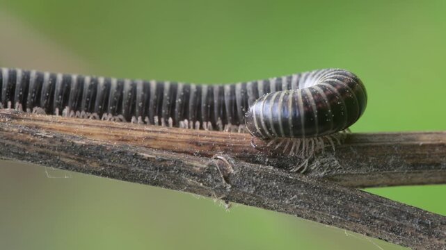 millipede (Diplopoda) in detail on dry stem