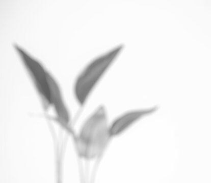 Ombres de plante en noir et blanc sur fond transparent pour illustrer l'&eacute;cologie, l'habitation, la m&eacute;decine et le bien &ecirc;tre