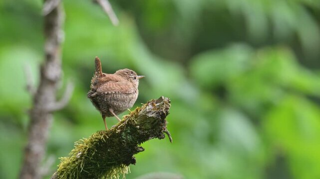 Eurasian Wren young male warning call on a branch