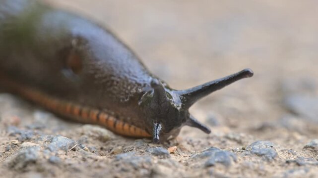 slug (limax) crawling over ground