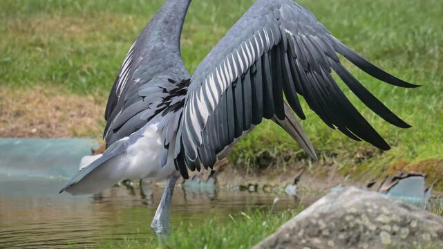 marabou stork (Leptoptilos crumenifer) wading in shallow water
