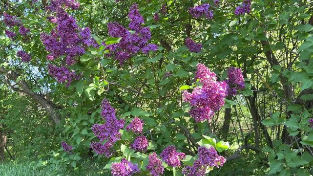 Lilac shrub in spring garden.