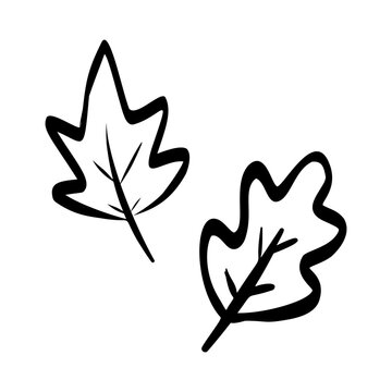 Outline of autumn maple and oak leaves for seasonal design projects