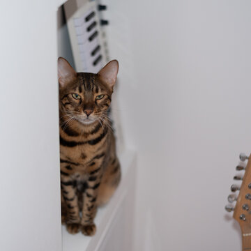 Bengal cat sits quietly in narrow white shelf opening