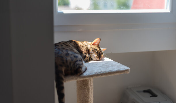 Bengal cat sleeps peacefully on cat tree platform in warm patch of sunlight
