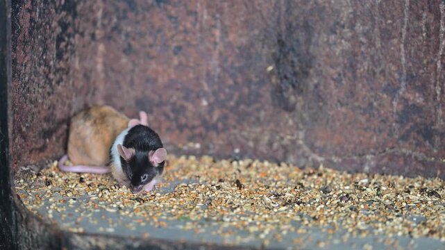 Small mouse feeding on scattered grain, illustrating rodent pests, food contamination, agricultural damage, grain loss and the need for effective pest control in a natural outdoor environment