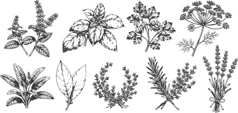 hand drawn medicinal and culinary herbs set botanical herbal plants collection engraving illustration