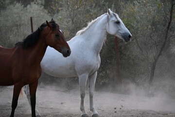 Obraz premium Beautiful brown and white horses standing together in a riding arena paddock.