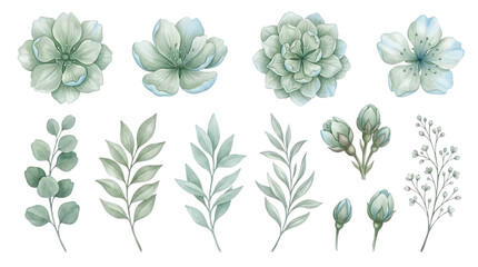 Fototapeta premium Watercolor botanical illustration of eucalyptus leaves and flowers isolated on white background