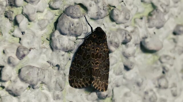Intricate brown patterned moth resting on textured concrete wall closeup