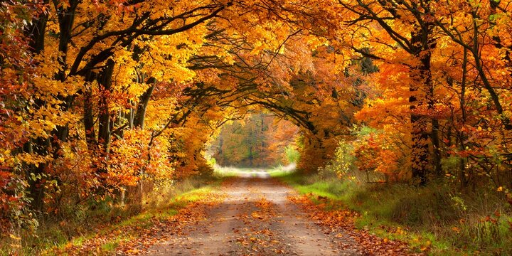 Country Road Through Tunnel of Golden Autumn Trees