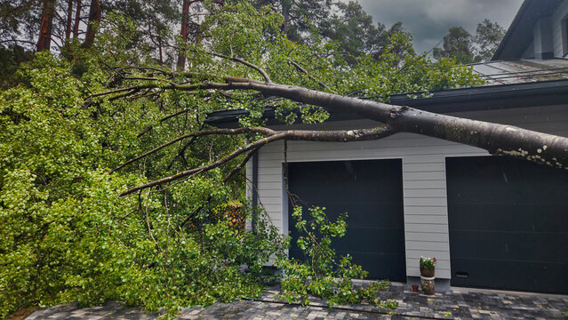 Fallen tree on house roof after storm. hurricane damage, property insurance
