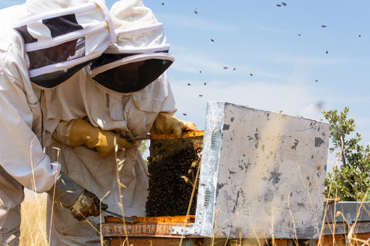 Beekeepers checking honeycomb frame full of honeybees in apiary