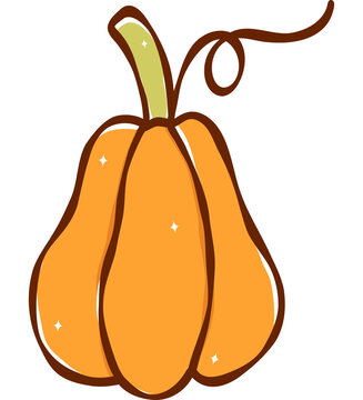 Pear Shaped Orange Pumpkin Butternut Squash Vector Illustration for Fall Harvest and Thanksgiving