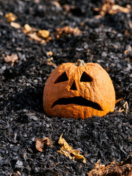 Carved pumpkin with sad face resting on dark compost mulch in morning sunlight with tactile weathered texture and empty space
