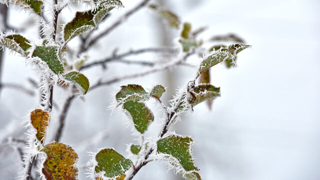 leaf on a branch in frost needles. Morning frost. Rime. Late fall, first frost, on a tree branch. winter background. leaves are covered with white frost. low temperature. beauty of nature. season