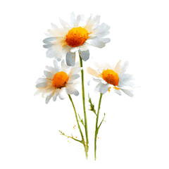 Fototapeta premium Chamomile Flower, watercolor vector, isolated on a white background.