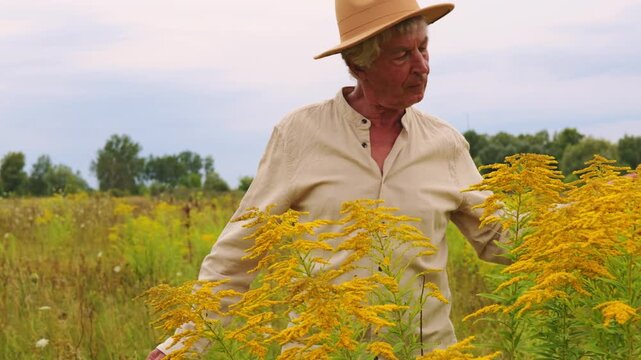 A man studies yellow flowering plants in a large field while wearing a hat. He focuses on the herbs with care in a rural setting on a bright day
