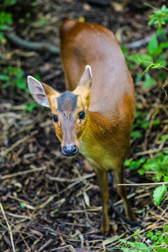 HD wildlife footage: Front portrait of a female muntjac, close-up of the deer family