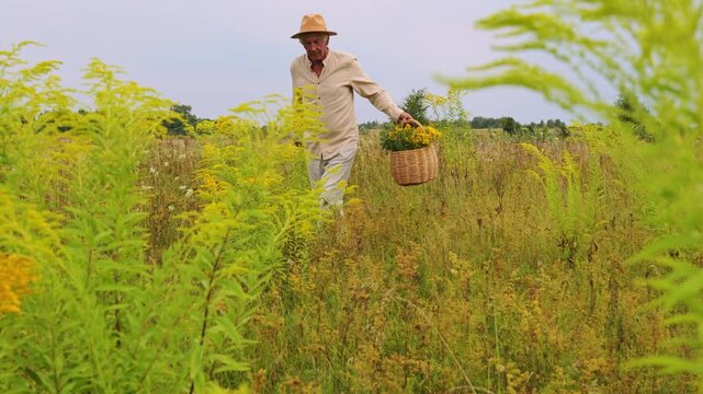 A man gathers medicinal herbs in a lush green field during the late afternoon. He carefully inspects the plants while carrying a basket filled with herbs