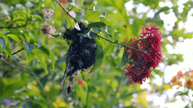 Small sunbird nest hanging on flowering branch with red flowers in garden