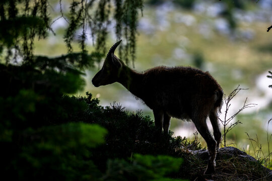 Alpine ibex, Capra ibex, Italian Alps