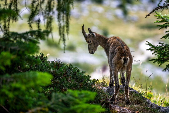 Alpine ibex, Capra ibex, Italian Alps