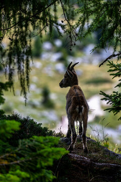 Alpine ibex, Capra ibex, Italian Alps