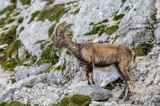 Alpine ibex, Capra ibex, Italian Alps