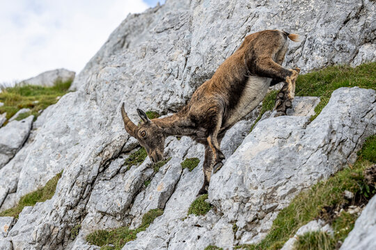Alpine ibex, Capra ibex, Italian Alps