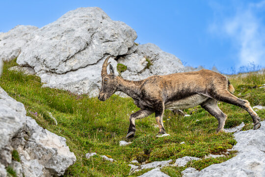 Alpine ibex, Capra ibex, Italian Alps