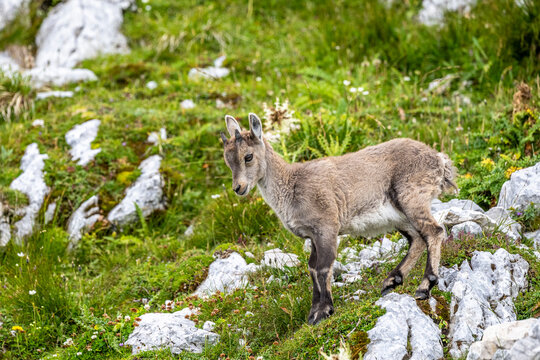 Alpine ibex, Capra ibex, Italian Alps