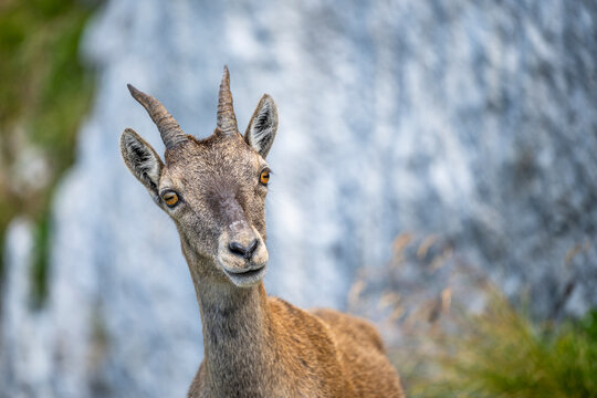 Alpine ibex, Capra ibex, Italian Alps
