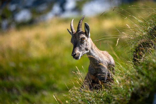 Alpine ibex, Capra ibex, Italian Alps