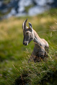 Alpine ibex, Capra ibex, Italian Alps