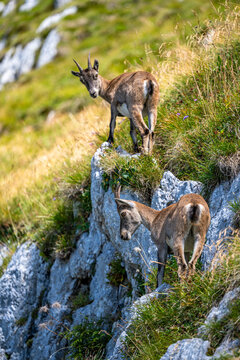 Alpine ibex, Capra ibex, Italian Alps