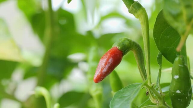 Close-up of Ripe Red Chili Pepper on Plant