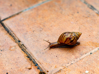 Garden Snail Crawling on Terracotta Tile, Close Up Macro Nature Shot © Tavan