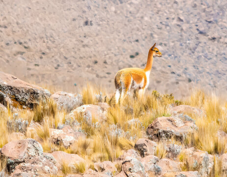 A view showing the high altitude arid landscape along the route from Arequipa toward the Colca Canyon in the Andes mountains of southern Peru in the dry season