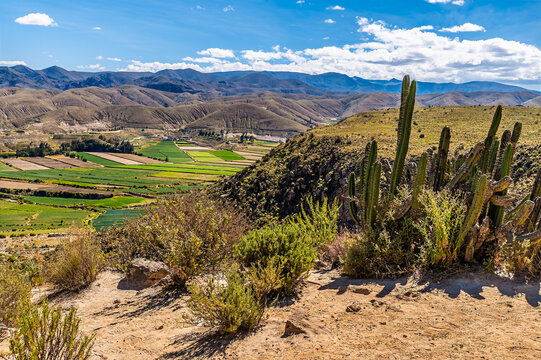 A view of Cacti and the Colca Canyon in the Andes mountains of Peru in the dry season