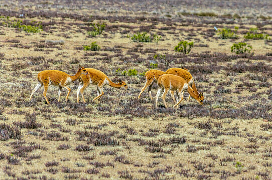 A view of a small group of wild vicunas grazing on the dry, low vegetation terrain of the high Andean plateau in the Andes mountains of southern Peru in the dry season
