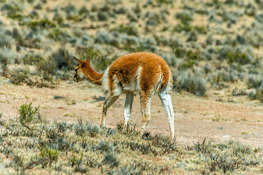 A view of a lone wild vicunas in the high Andean plateau in the Andes mountains of southern Peru in the dry season