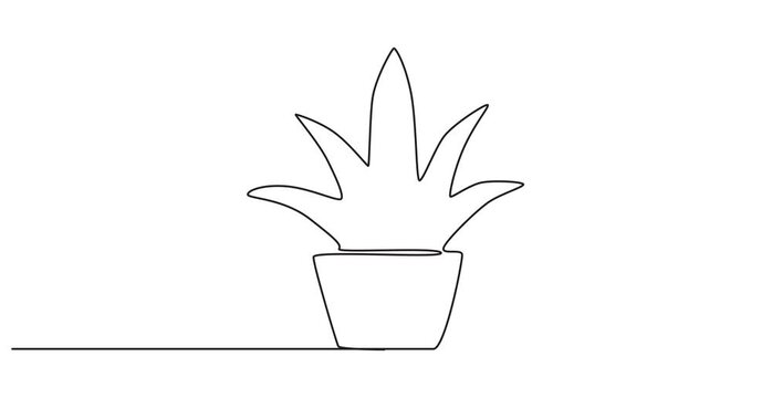 Houseplant one line drawing animation, video clip with alpha channel, Animated self drawing of continuous line draw beautiful snake plant in pot for home decoration logo identity. Fresh evergreen, 4k 