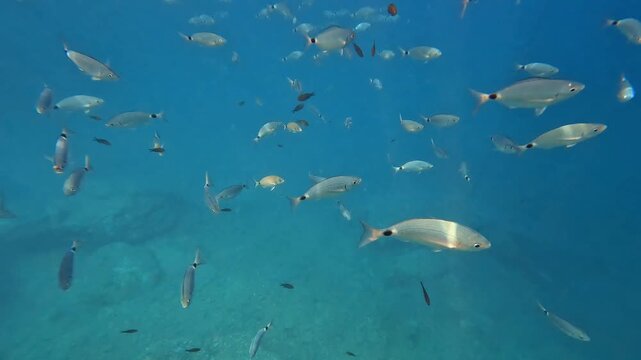 V&iacute;deo submarino de banco de peces nadando en agua azul clara de la Costa Brava.