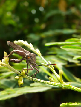 Macro photography of a brown leaf-footed bug (Coreidae) perching on a green plant stem outdoors