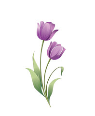 Obraz premium Two elegant purple tulip flowers with green leaves and stems isolated on transparent grid.