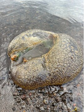Pectinatella magnifica, a giant freshwater bryozoan found on the shore of Lake Yamanaka