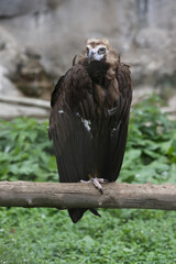 Fototapeta premium The black vulture (Aegypius monachus) at the zoo